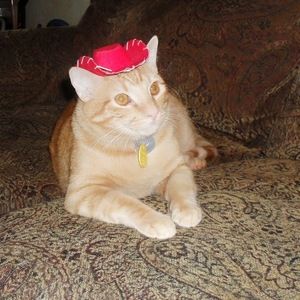 Meet your Posher, Katrina